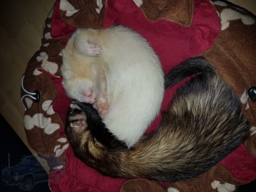 Chewits bed ying and yang 