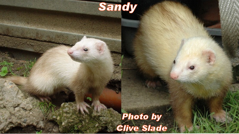 Sandy Ferret Picture